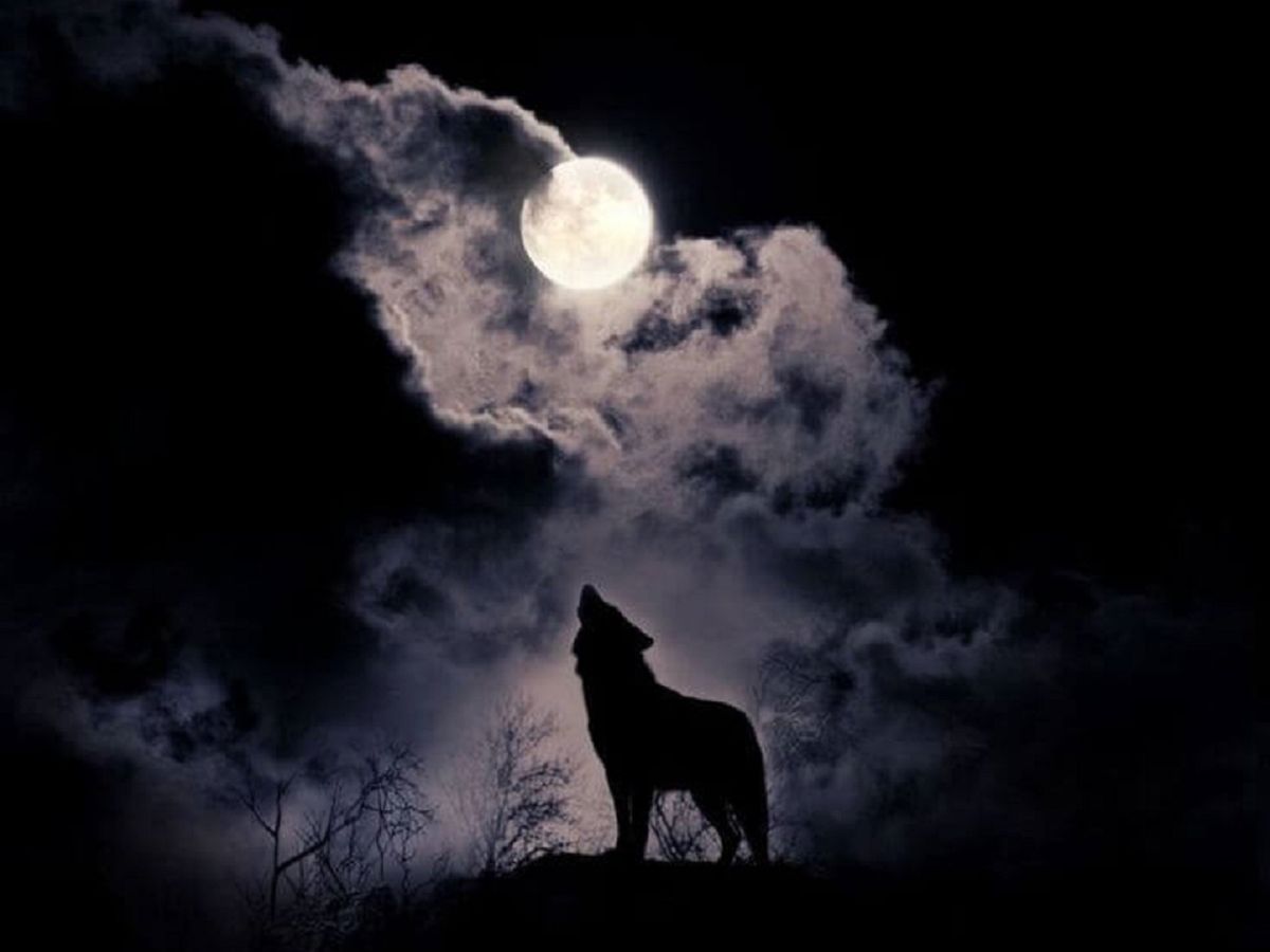 Волк воющий на луну фото