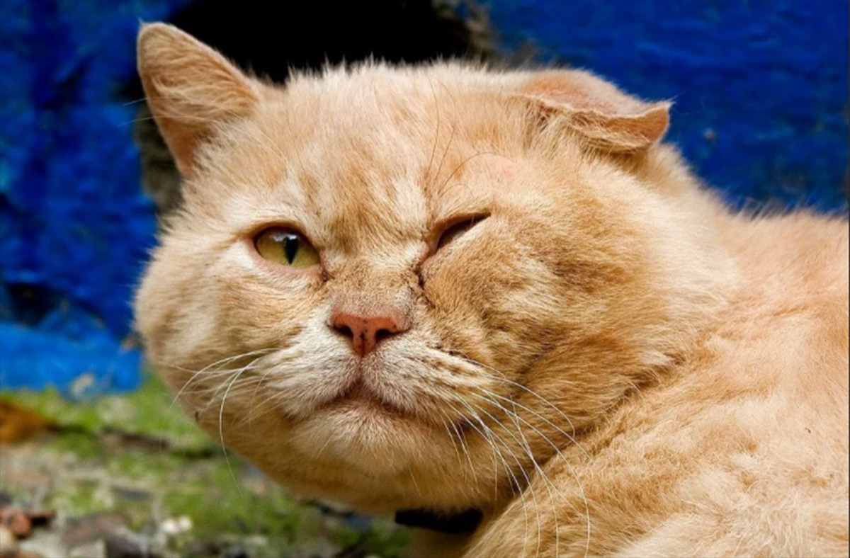 Хитрый кот в мексике живет. Морда кота. Наглый котэ. Наглый рыжий кот. Наглая рыжая морда кота.