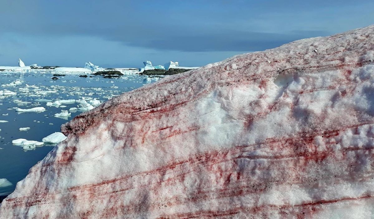 Розовый снег в Антарктиде