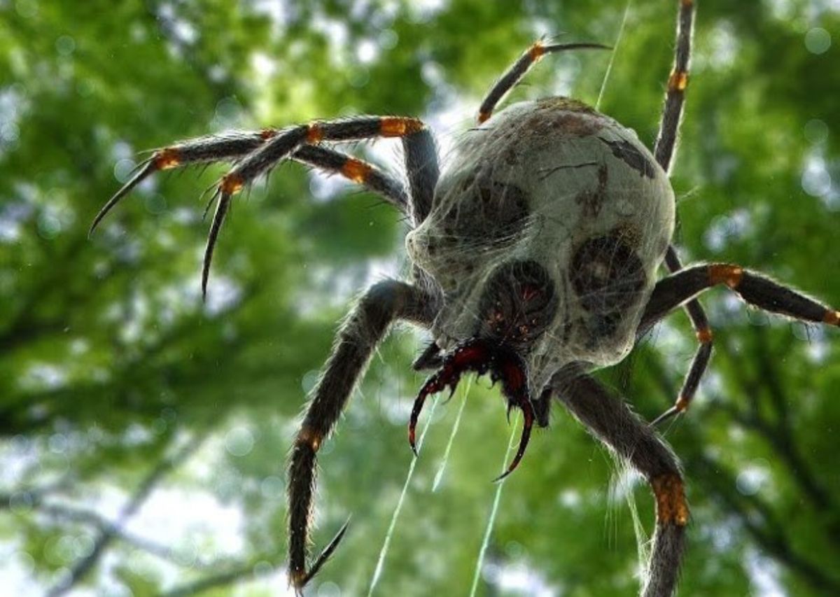 фото пауков обычных