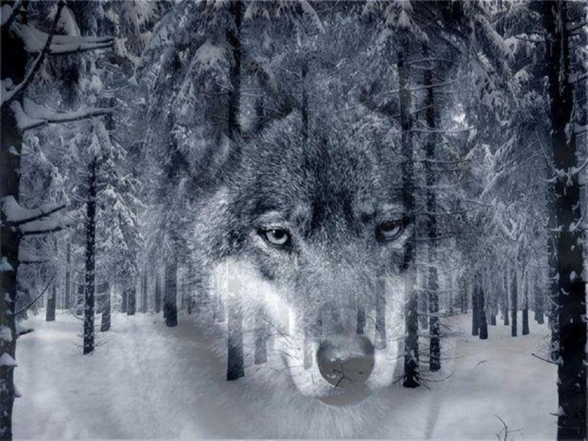 Одинокий волк в лесу зимой