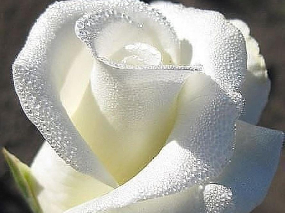 Дикие белые розы